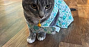 Frankie is registered to the contest to win money with this photo: animal, bell, cat, collar, curiosity, cute, domestic_cat, door, ears, feline, flooring, floral_dress, gray_cat, head, indoor, pet, power_outlet, sitting, wall, wooden_floor