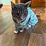animal, bell, cat, collar, curiosity, cute, domestic_cat, door, ears, feline, flooring, floral_dress, gray_cat, head, indoor, pet, power_outlet, sitting, wall, wooden_floor