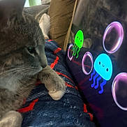 Frankie joined the competition — help win amazing prizes! animal, animation, blanket, bubbles, cat, colorful, couch, cozy, daylight, feline, gray_cat, home, indoor, jellyfish, paw, pet, relaxing, screen, tablet, whiskers