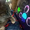 animal, animation, blanket, bubbles, cat, colorful, couch, cozy, daylight, feline, gray_cat, home, indoor, jellyfish, paw, pet, relaxing, screen, tablet, whiskers