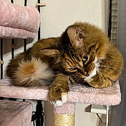 Daisy is registered to the contest to win money with this photo: cats, felines, pets, kitten, fluffy, fur, tabby, brown, white, cuddling, sleeping, portrait, animal, whiskers, ears, eyes, paws, cat_tree, indoors, cute