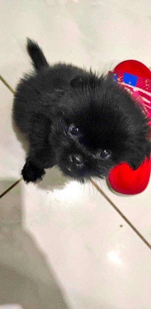 Briquette joined the competition — help win amazing prizes! canidae, carmine, claw, companion_dog, coquelicot, dog_breed, foot, fur, paw, plush, snout, stuffed_toy, tail, toy, whiskers, wool