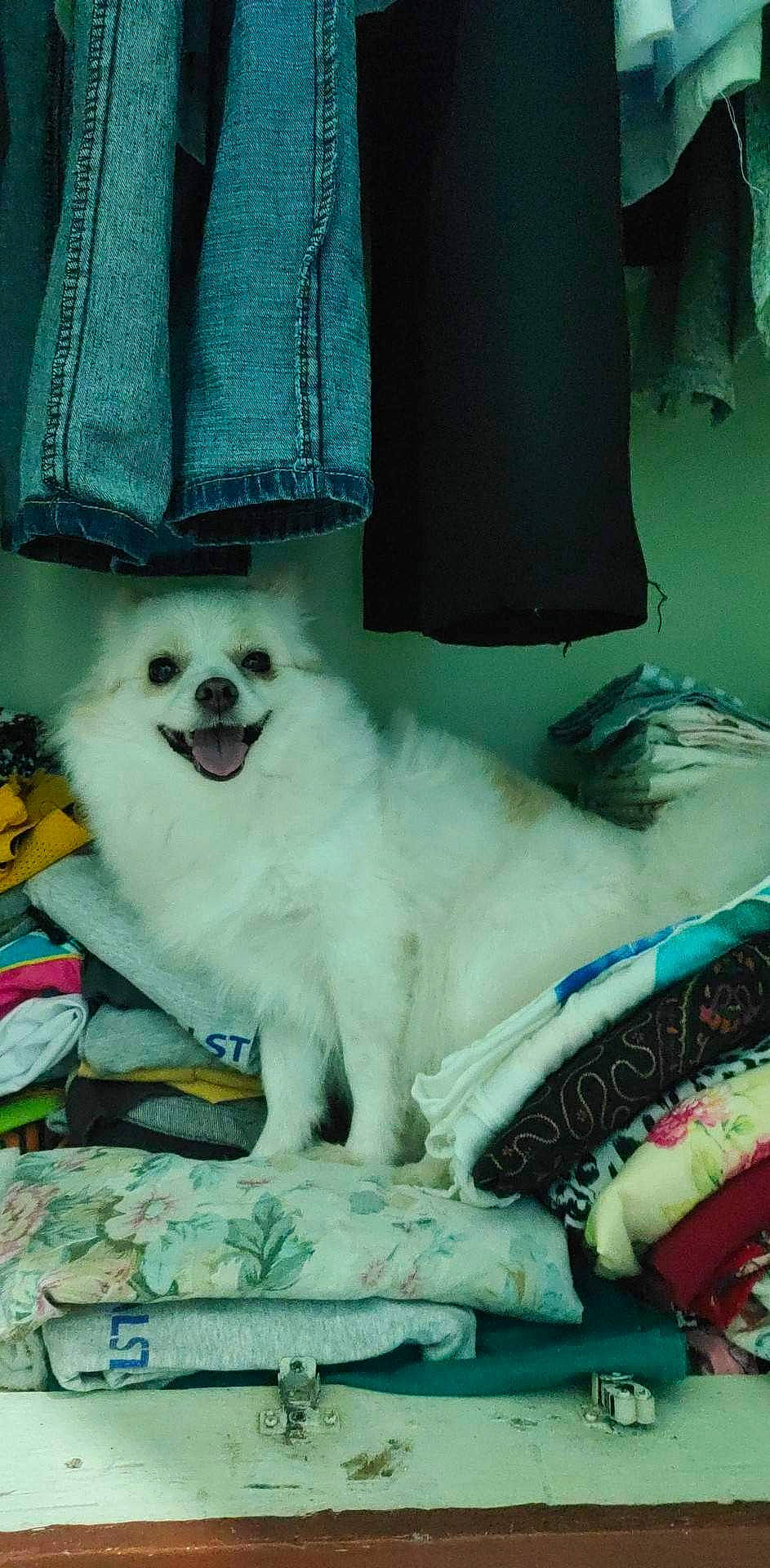 Fiona joined the competition — help win amazing prizes! canidae, carnivore, companion_dog, dog, dog_breed, dog_supply, fur, green, linens, non_sporting_group, pattern, plaid, puppy, sleeve, spitz, sporting_group, tartan, toy_dog, working_animal