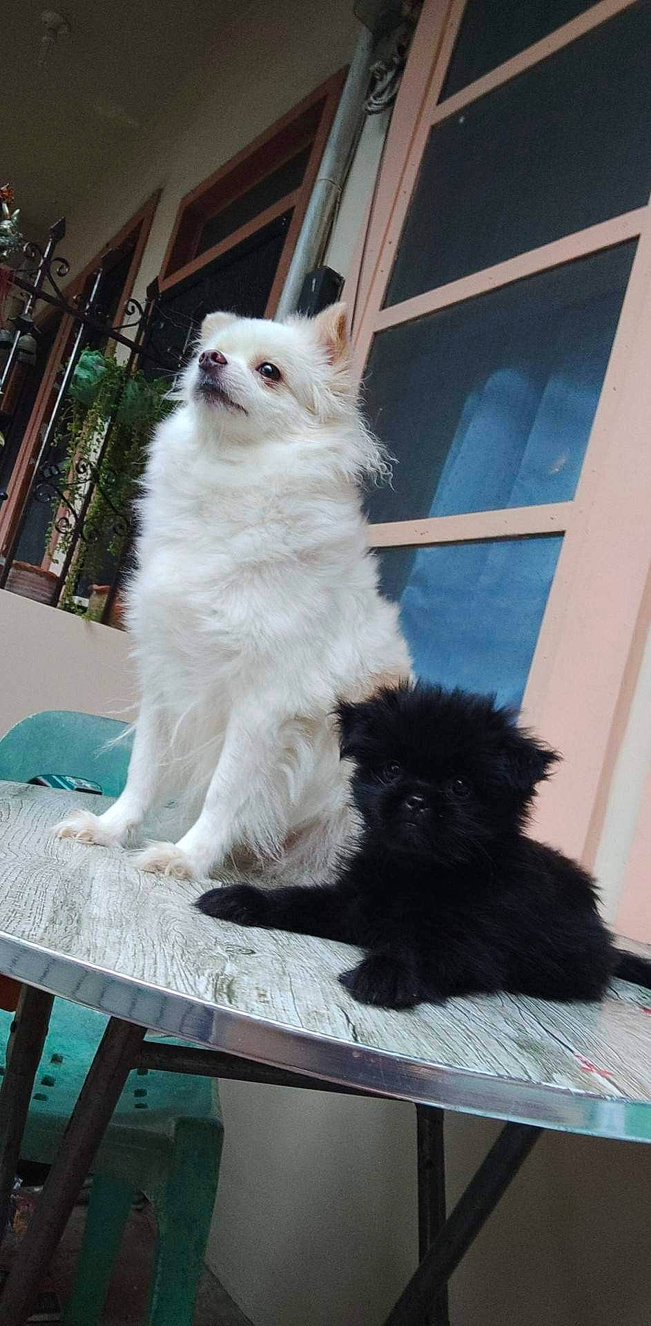 Fiona joined the competition — help win amazing prizes! black_cat, bombay, british_longhair, canidae, carnivore, cat, companion_dog, dog_breed, fawn, felidae, fur, mammal, plant, small_to_medium_sized_cats, snout, sporting_group, tail, vertebrate, whiskers, window