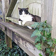 Flower is registered to the contest to win money with this photo: animal, bench, black_and_white, cat, daylight, feline, garden, greenery, ivy, leafy, nature, outdoor, peaceful, pet, plants, relaxed, resting, rustic, wood, wooden_bench