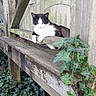 animal, bench, black_and_white, cat, daylight, feline, garden, greenery, ivy, leafy, nature, outdoor, peaceful, pet, plants, relaxed, resting, rustic, wood, wooden_bench