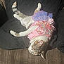 Lily joined the competition — help win amazing prizes! cat, tutu, dress, costume, feline, sleeping, chair, cushion, relaxed, pet, indoor, animal, cute, resting, fur, tabby, pink, purple, ribbon, cozy