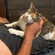 Lily is registered to the contest to win money with this photo: cat, person, hand, tattoo, black_shirt, jeans, feline, pet, indoor, relaxation, scratching, content, whiskers, tail, fur, domestic_animal, resting, affection, human, comfort