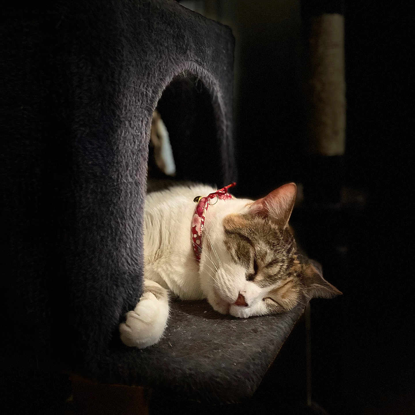 Lily joined the competition — help win amazing prizes! animal, cat, cat_condo, collar, cozy, cute, dark, domestic, feline, fur, indoor, nap, peaceful, pet, quiet, relaxation, resting, shadow, sleeping, soft