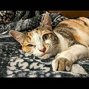 Nala is registered to the contest to win money with this photo: animal, blanket, calico, cat, closeup, cozy, cute, domestic, ears, eyes, face, feline, fur, indoor, lying_down, paw, pet, relaxing, resting, whiskers