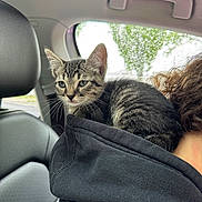 Salem joined the competition — help win amazing prizes! kitten, cat, tabby, animal, pet, person, hoodie, shoulder, car_interior, car_seat, window, raindrops, curly_hair, black_clothing, closeup, indoor, young_cat, feline, domestic_cat, cozy