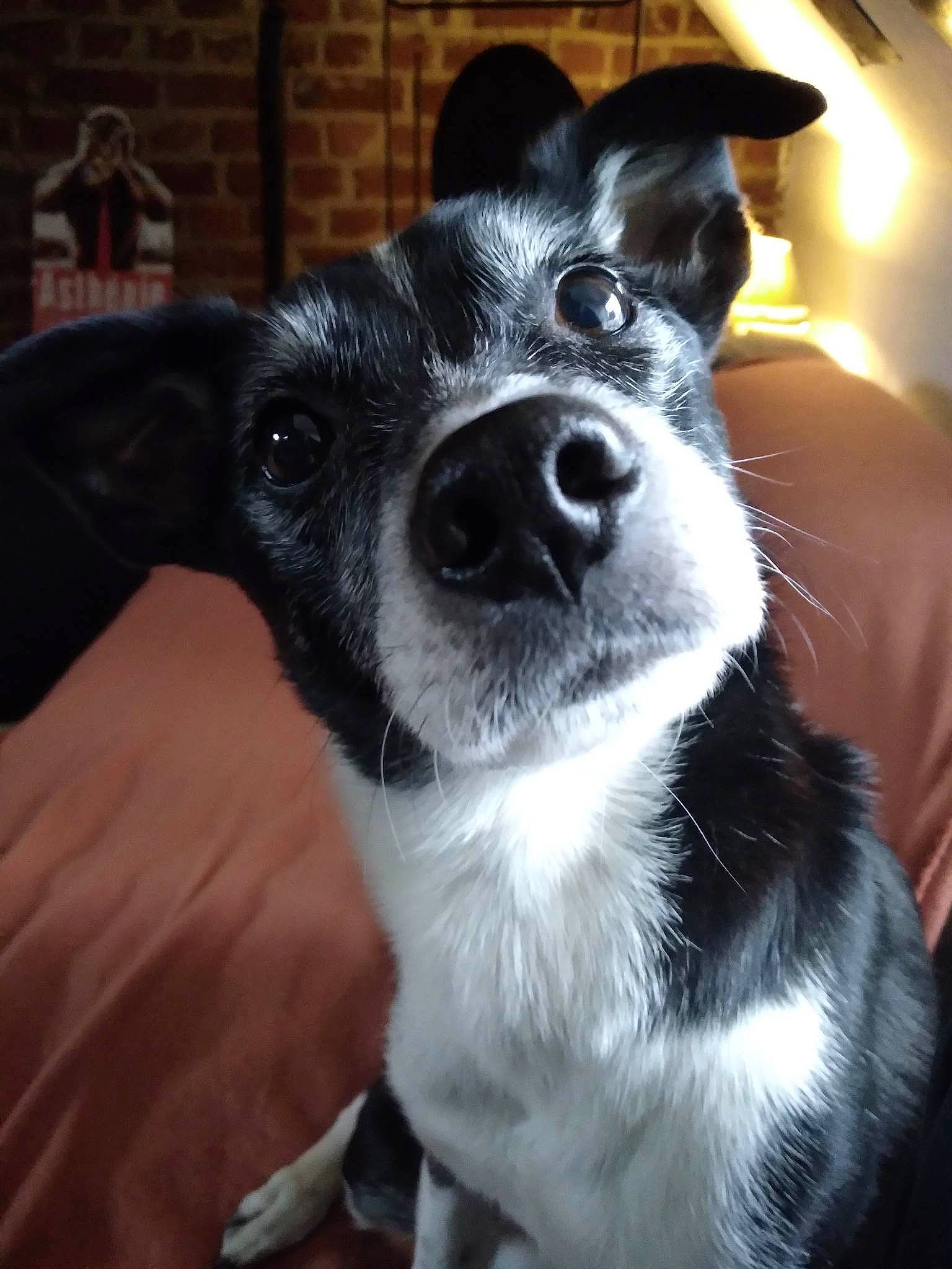 Pablo participe au concours pour gagner de l'argent avec cette photo : canidae, carnivore, companion_dog, dog, dog_breed, ear, felidae, fur, guard_dog, mcnab, non_sporting_group, snout, sporting_group, terrestrial_animal, toy, whiskers, working_animal, working_dog