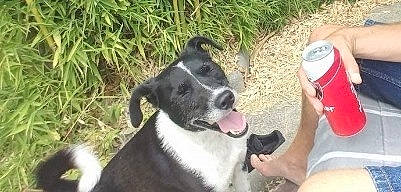 Pablo participe au concours pour gagner de l'argent avec cette photo : aluminum_can, canidae, carnivore, collar, companion_dog, dog, dog_breed, drinking_water, grass, plant, plastic_bottle, recreation, snout, sporting_group, street_dog, terrestrial_animal, tin_can, water_bottle, working_animal, working_dog