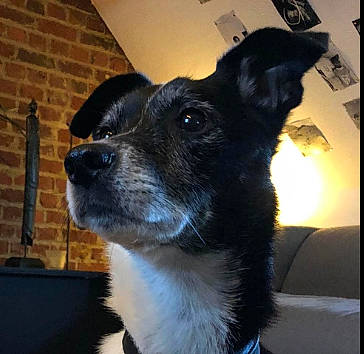 Pablo participe au concours pour gagner de l'argent avec cette photo : brick, brickwork, canidae, carnivore, collar, companion_dog, dog, dog_breed, fur, herding_dog, mortar, sporting_group, whiskers, working_animal, working_dog