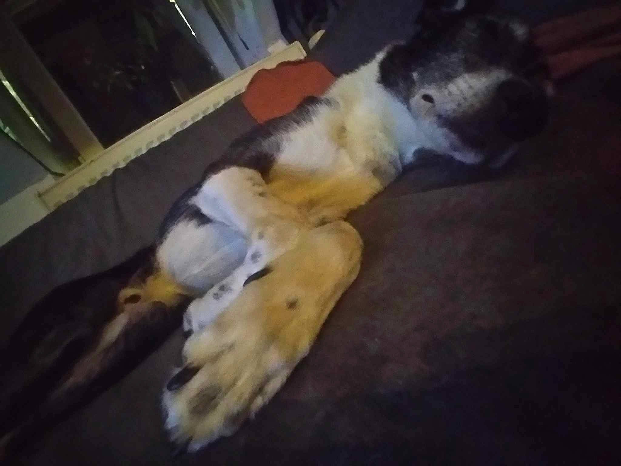 Pablo participe au concours pour gagner de l'argent avec cette photo : canidae, carnivore, companion_dog, dog, dog_breed, felidae, flooring, fur, hardwood, non_sporting_group, paw, small_to_medium_sized_cats, sporting_group, tail, terrestrial_animal, wood, working_animal