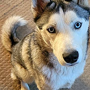 Val is registered to the contest to win money with this photo: dog, husky, pet, animal, indoor, carpet, bone, fur, sitting, heterochromia, eyes, ears, tail, canine, looking_up, cute, companion, domestic_animal, portrait, alert