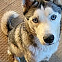 dog, husky, pet, animal, indoor, carpet, bone, fur, sitting, heterochromia, eyes, ears, tail, canine, looking_up, cute, companion, domestic_animal, portrait, alert
