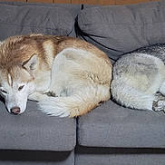 Axel joined the competition — help win amazing prizes! dog, husky, couch, pillows, indoor, resting, sleepy, pet, canine, fur, animal, two_dogs, companion, cozy, living_room, relaxation, brown_dog, gray_dog, curled_up, domestic