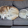 dog, husky, couch, pillows, indoor, resting, sleepy, pet, canine, fur, animal, two_dogs, companion, cozy, living_room, relaxation, brown_dog, gray_dog, curled_up, domestic
