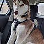 dog, siberian_husky, pet, canine, animal, car_interior, seat, harness, window, rain, fur, ears, tail, alert, sitting, domestic_animal, companion, transport, vehicle, road_trip