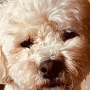 Sushi a rejoint le concours — aidez-le/la à gagner de superbes lots ! dog, close_up, white_fur, curly_fur, pet, cute, animal, face, nose, eyes, fluffy, domestic_animal, portrait, mammal, whiskers, canine, fur_texture, indoor, soft_light, adorable
