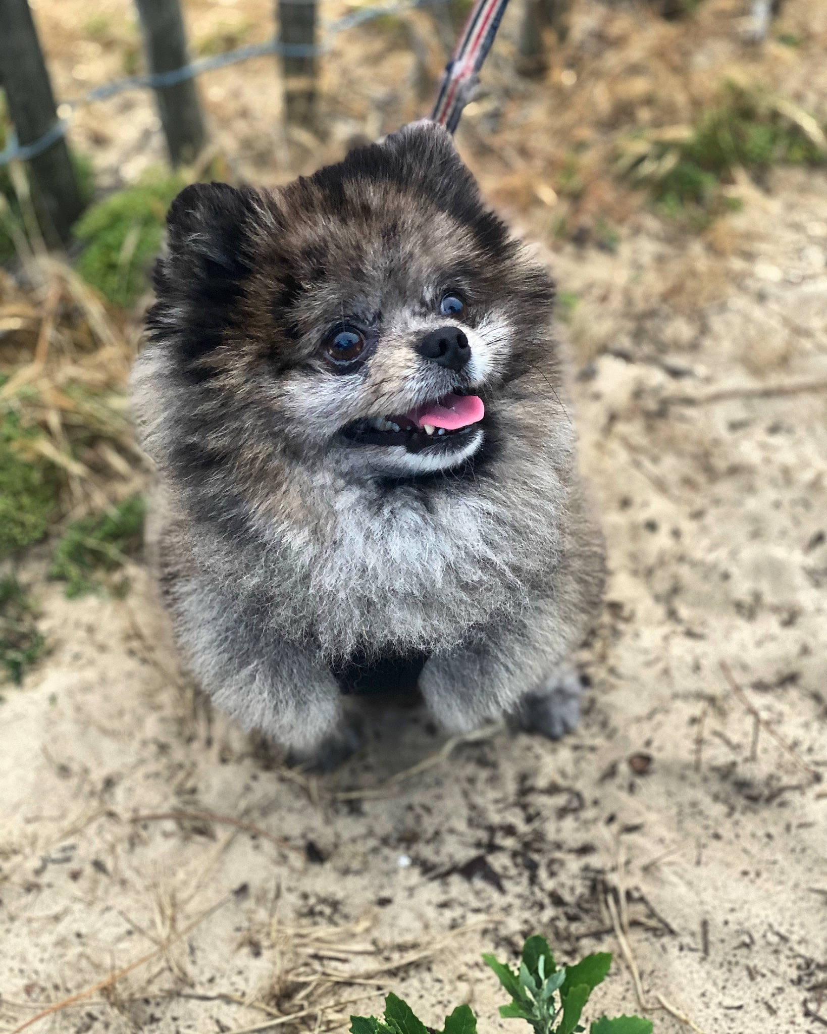 Robert participe au concours pour gagner de l'argent avec cette photo : art, canidae, carnivore, dog, dog_breed, fawn, fur, grass, jungle, plant, procyonidae, puppy, snout, soil, sporting_group, tail, terrestrial_animal, tree, whiskers, wildlife