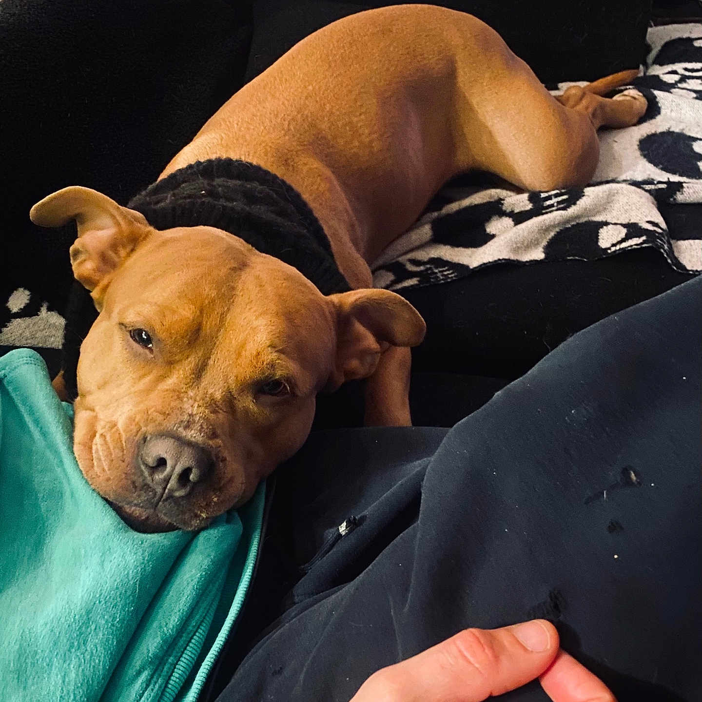 Luna joined the competition — help win amazing prizes! black_and_white, blanket, brown_dog, close_up, companion, couch, cozy, cute, dog, domestic, furniture, hand, indoor, knitted_collar, living_room, pattern, pet, relaxed, resting, sleepy