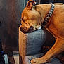 dog, sleeping, couch, collar, brown_dog, indoors, resting, furniture, closeup, pet, canine, relaxed, head, paw, fabric, cozy, quiet, side_view, animal, domestic