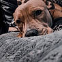dog, close_up, resting, blanket, cozy, indoor, couch, patterned_cushions, brown_dog, pet, fur, snout, ears, relaxed, portrait, animal, home, soft_texture, comfort, sleepy
