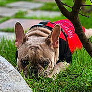 Kratos joined the competition — help win amazing prizes! dog, french_bulldog, grass, outdoor, pet, animal, canine, lying_down, red_shirt, black_shirt, ears, face, eyes, snout, nature, greenery, closeup, curious, resting, portrait