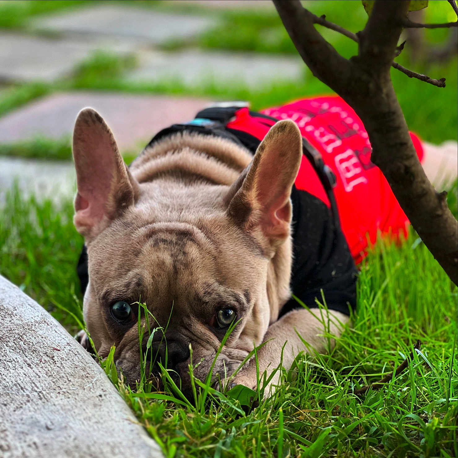 Kratos joined the competition — help win amazing prizes! dog, french_bulldog, grass, outdoor, pet, animal, canine, lying_down, red_shirt, black_shirt, ears, face, eyes, snout, nature, greenery, closeup, curious, resting, portrait