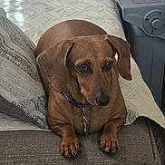 Canela is registered to the contest to win money with this photo: dog, dachshund, brown_dog, pet, canine, floppy_ears, long_body, short_legs, sitting, portrait, indoors, sofa, couch, cushions, blanket, living_room, collar, leash, paws, camera_watermark