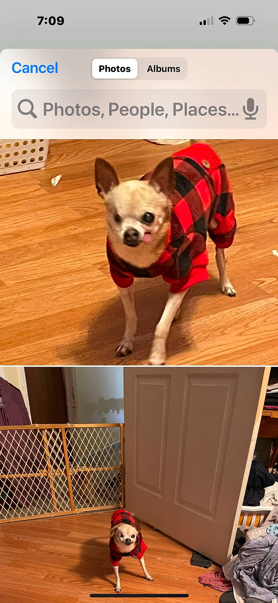 Ginger joined the competition — help win amazing prizes! carnivore, collar, companion_dog, dog, dog_breed, dog_clothes, dog_supply, fawn, flooring, font, hardwood, pattern, personal_protective_equipment, pet_supply, sleeve, snout, tail, toy_dog, wood, working_animal