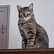 Nénette a rejoint le concours — aidez-le/la à gagner de superbes lots ! cat, tabby, pet, animal, green_eyes, whiskers, ears, fur, striped_fur, sitting, portrait, indoors, home, door, wooden_surface, brown, gray, alert, looking_at_camera, household