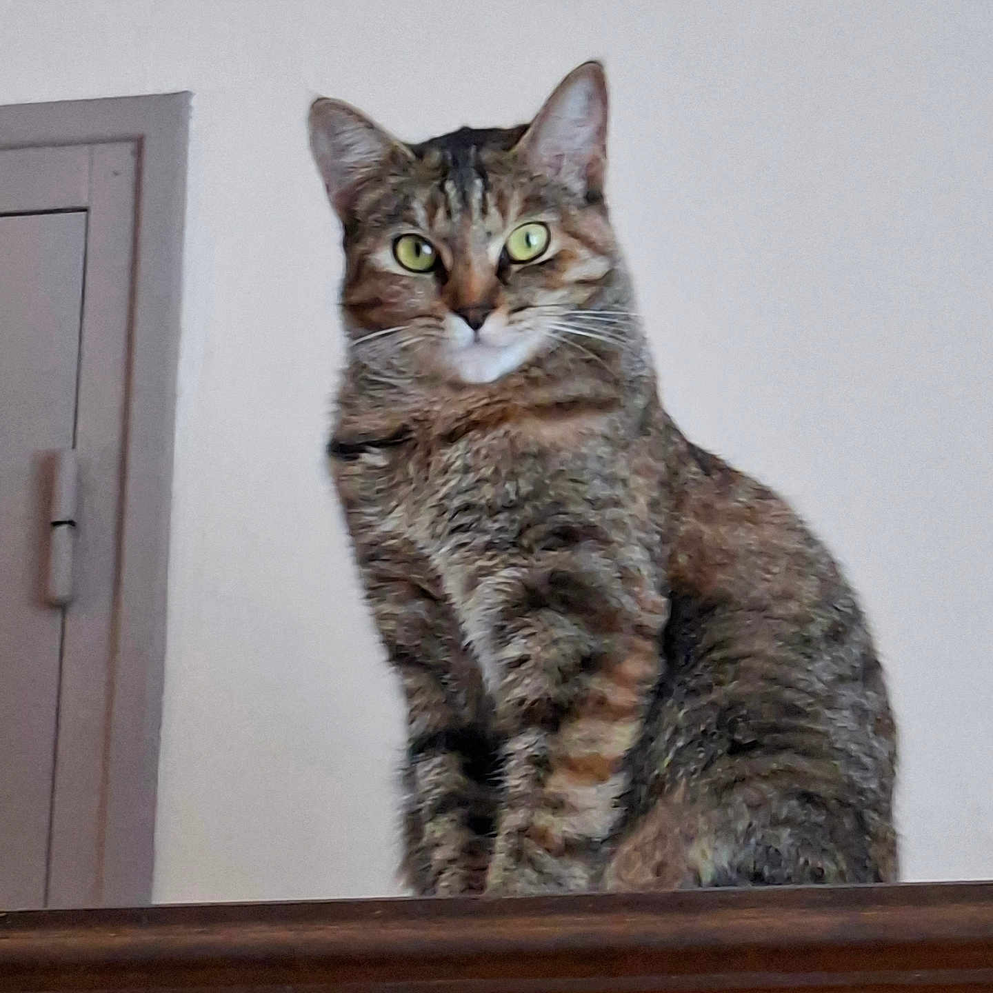 Nénette