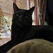 Jasper is registered to the contest to win money with this photo: black_cat, cat, animal, pet, indoor, curtain, floral_pattern, relaxed, feline, soft_surface, domestic_cat, portrait, whiskers, ears, eyes, shadow, resting, comfort, home, cozy