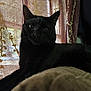 black_cat, cat, animal, pet, indoor, curtain, floral_pattern, relaxed, feline, soft_surface, domestic_cat, portrait, whiskers, ears, eyes, shadow, resting, comfort, home, cozy