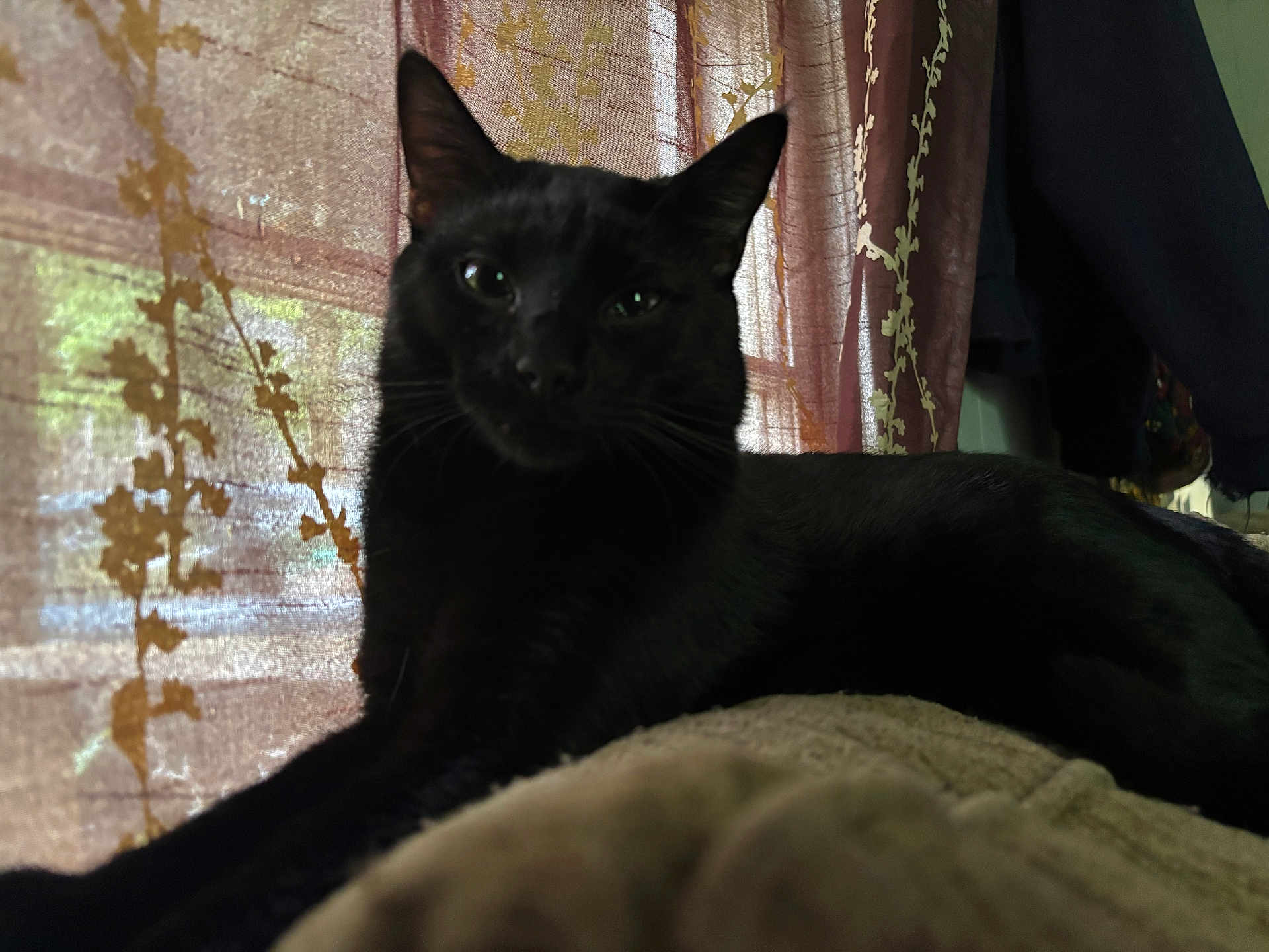 Jasper