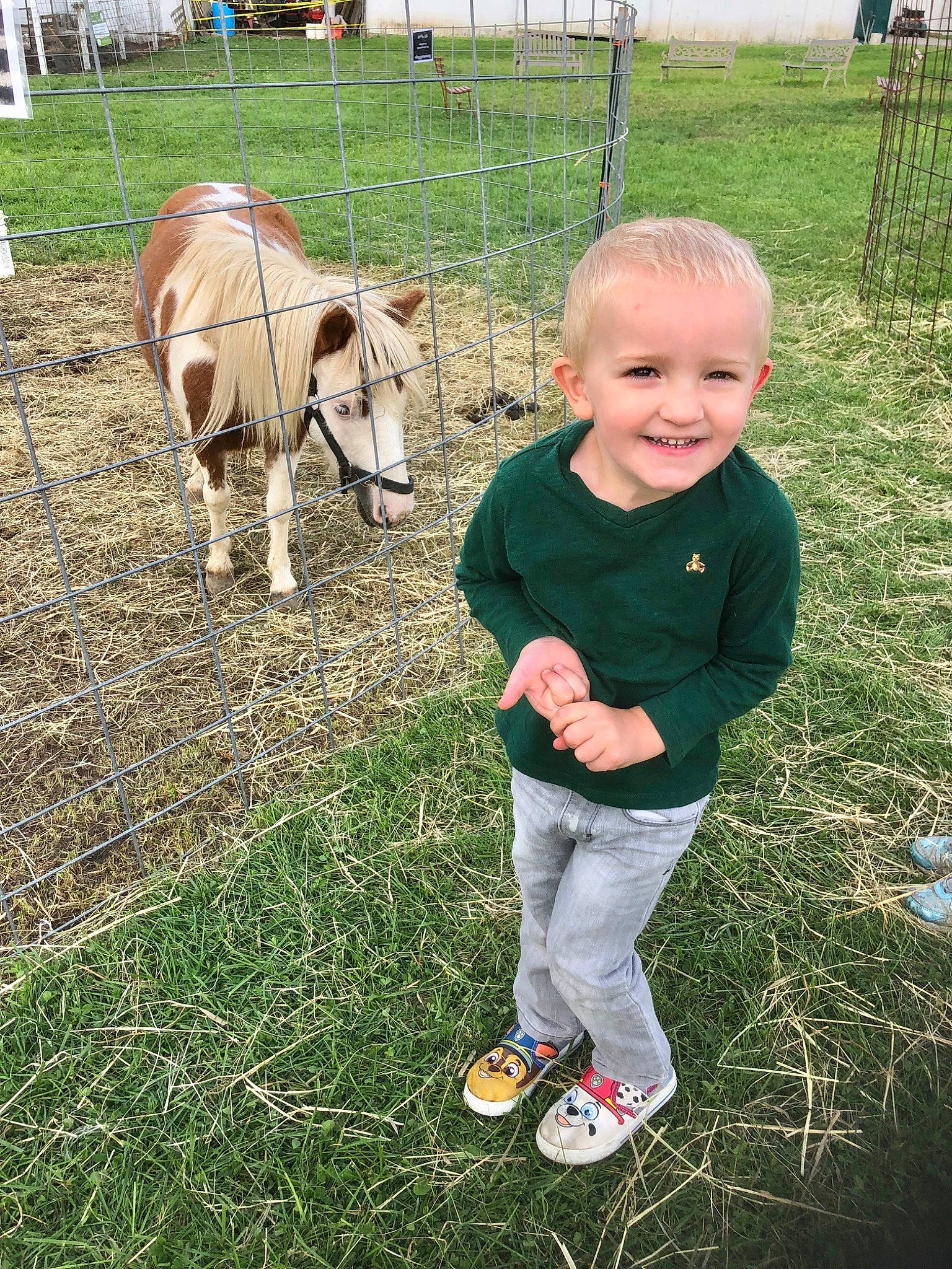 Liam is registered to the contest to win money with this photo: bovine, child, dairy_cow, farm, fawn, goats, grass, grazing, joy, livestock, pasture, person, plant, toddler