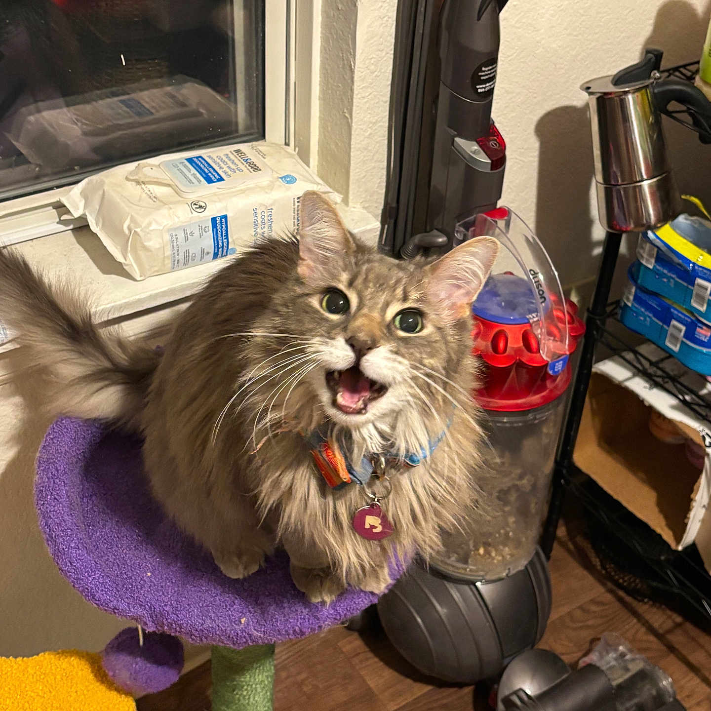 Krubby is registered to the contest to win money with this photo: cat, fluffy, purple_cat_tree, vacuum_cleaner, window, indoor, pet, curious, feline, collar, tag, floor, shelf, household_items, wood_floor, playful, looking_up, fur, whiskers, home