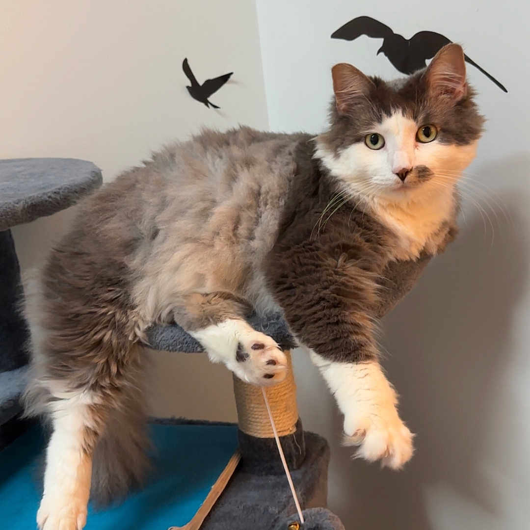 Feather is registered to the contest to win money with this photo: bird_decals, cat, cat_tree, claw, cozy, curious, feline, fluffy, fur, gray, indoor, looking, paw, pet, playing, relaxed, toy_ball, wall_decor, whiskers, white