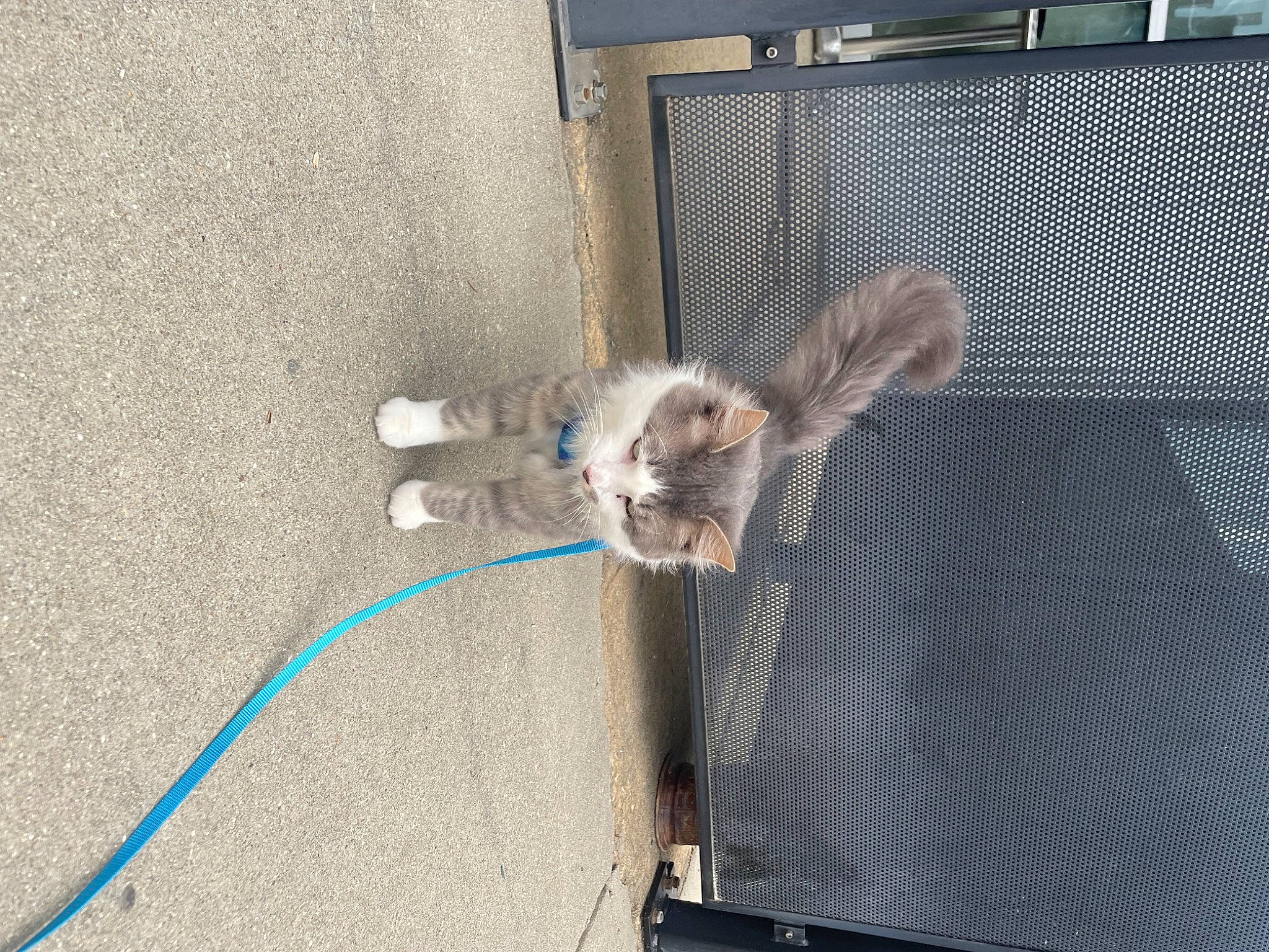 Feather joined the competition — help win amazing prizes! asphalt, canidae, carnivore, collar, domestic_short_haired_cat, fawn, felidae, fur, grey, mesh, paw, pet_supply, rodent, small_to_medium_sized_cats, snout, tail, vertebrate, whiskers, wire, wood