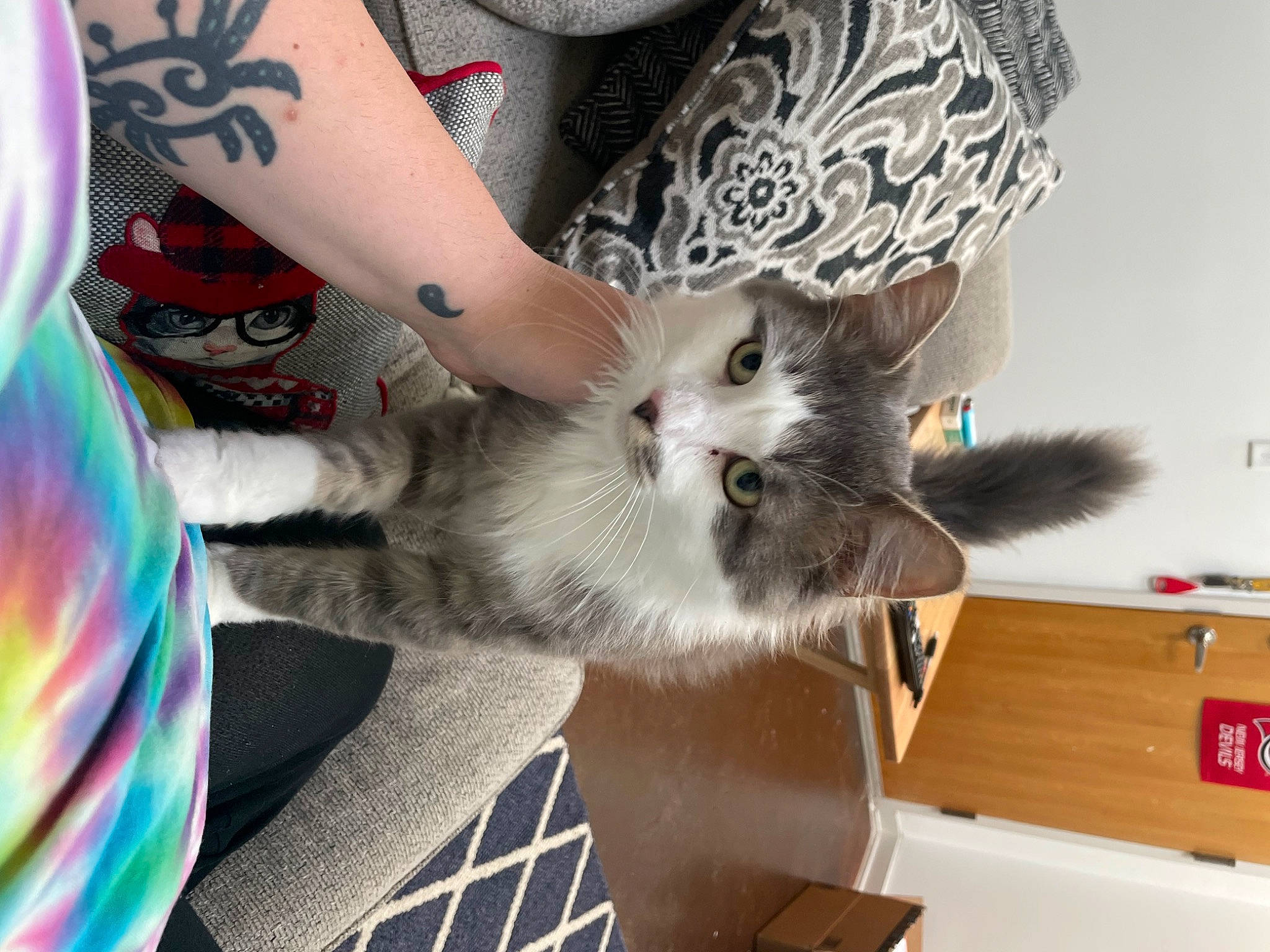 Feather is registered to the contest to win money with this photo: birman, box, carnivore, cat, claw, companion_dog, domestic_short_haired_cat, fawn, felidae, flooring, fur, gesture, human_leg, nail, pattern, paw, small_to_medium_sized_cats, tail, thai, whiskers