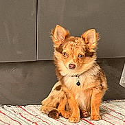 Aiko participe au concours pour gagner de l'argent avec cette photo : dog, puppy, small_dog, speckled_coat, sitting, indoor, rug, striped_rug, brown, tan, ears_up, furry, collar, pet, canine, cute, alert, domestic_animal, floor, cabinet