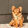dog, puppy, small_dog, speckled_coat, sitting, indoor, rug, striped_rug, brown, tan, ears_up, furry, collar, pet, canine, cute, alert, domestic_animal, floor, cabinet