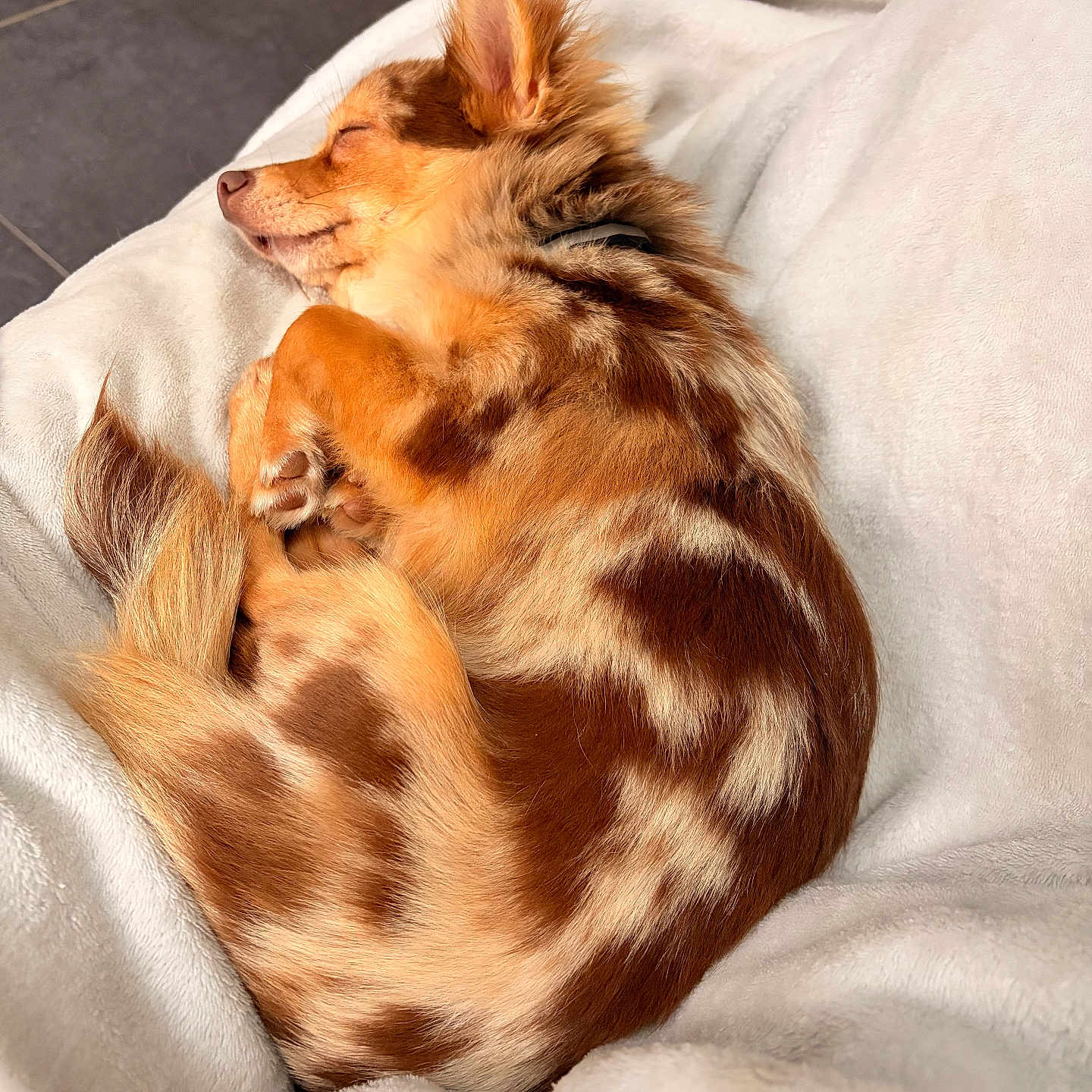 Aiko participe au concours pour gagner de l'argent avec cette photo : animal, brown_spotted, companion, cozy, curled_up, cute, dog, domestic_animal, fluffy, fur, indoor, peaceful, pet, relaxed, resting, sleeping, small_dog, soft_texture, warm, white_blanket
