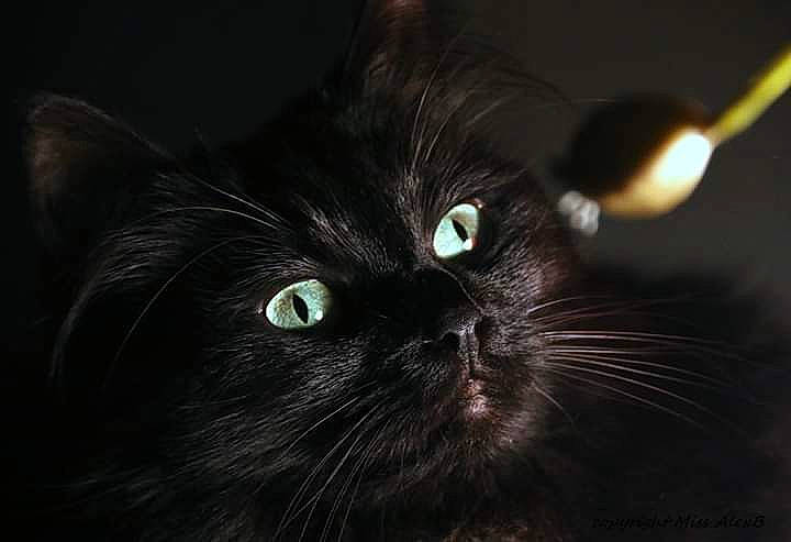 Stella participe au concours pour gagner de l'argent avec cette photo : black_cat, bombay, carnivore, cat, darkness, domestic_short_haired_cat, electric_blue, felidae, fur, hair, iris, macro_photography, night, small_to_medium_sized_cats, snout, terrestrial_animal, whiskers