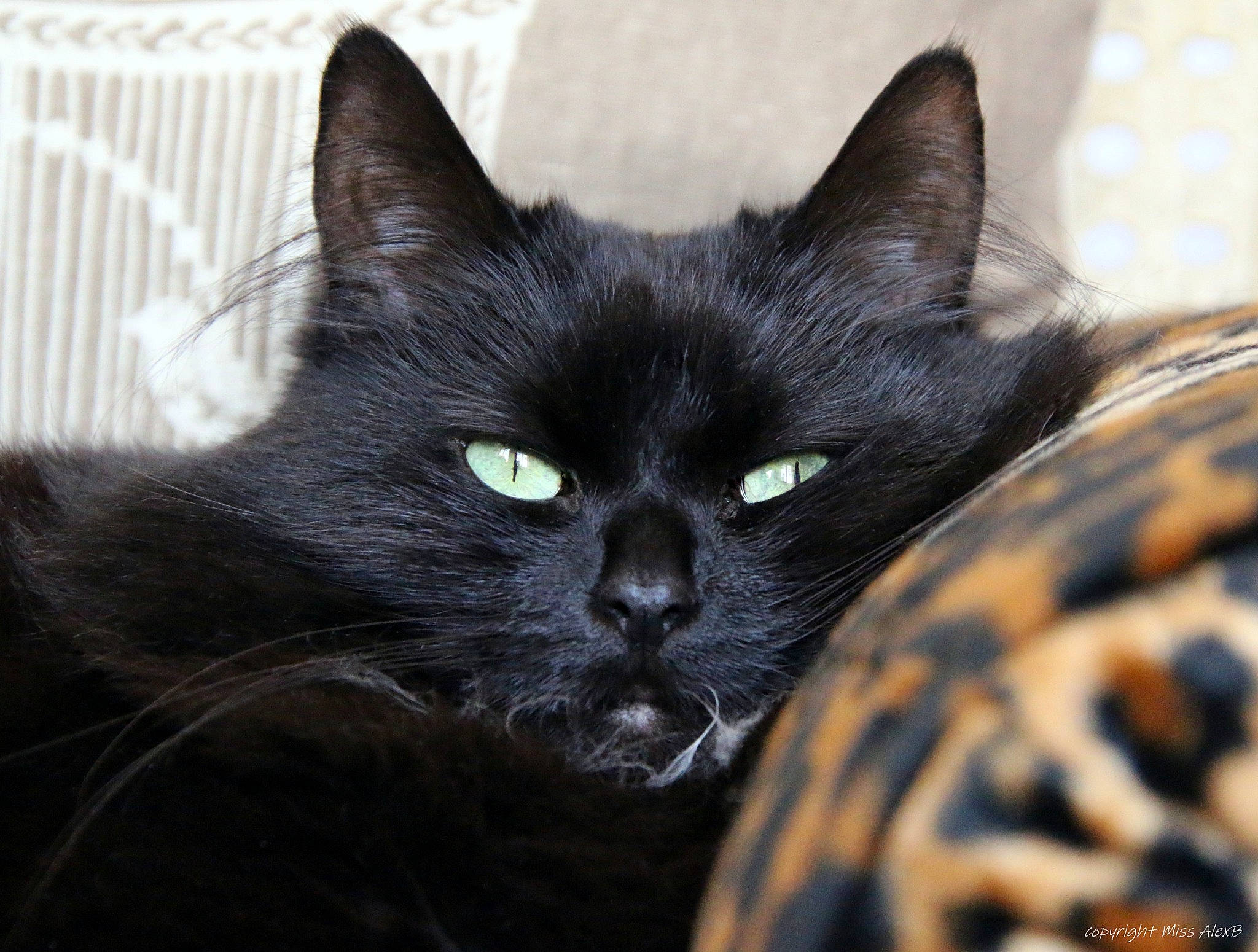 Stella a rejoint le concours — aidez-le/la à gagner de superbes lots ! black_cat, bombay, carnivore, cat, claw, domestic_short_haired_cat, felidae, fur, small_to_medium_sized_cats, snout, terrestrial_animal, whiskers