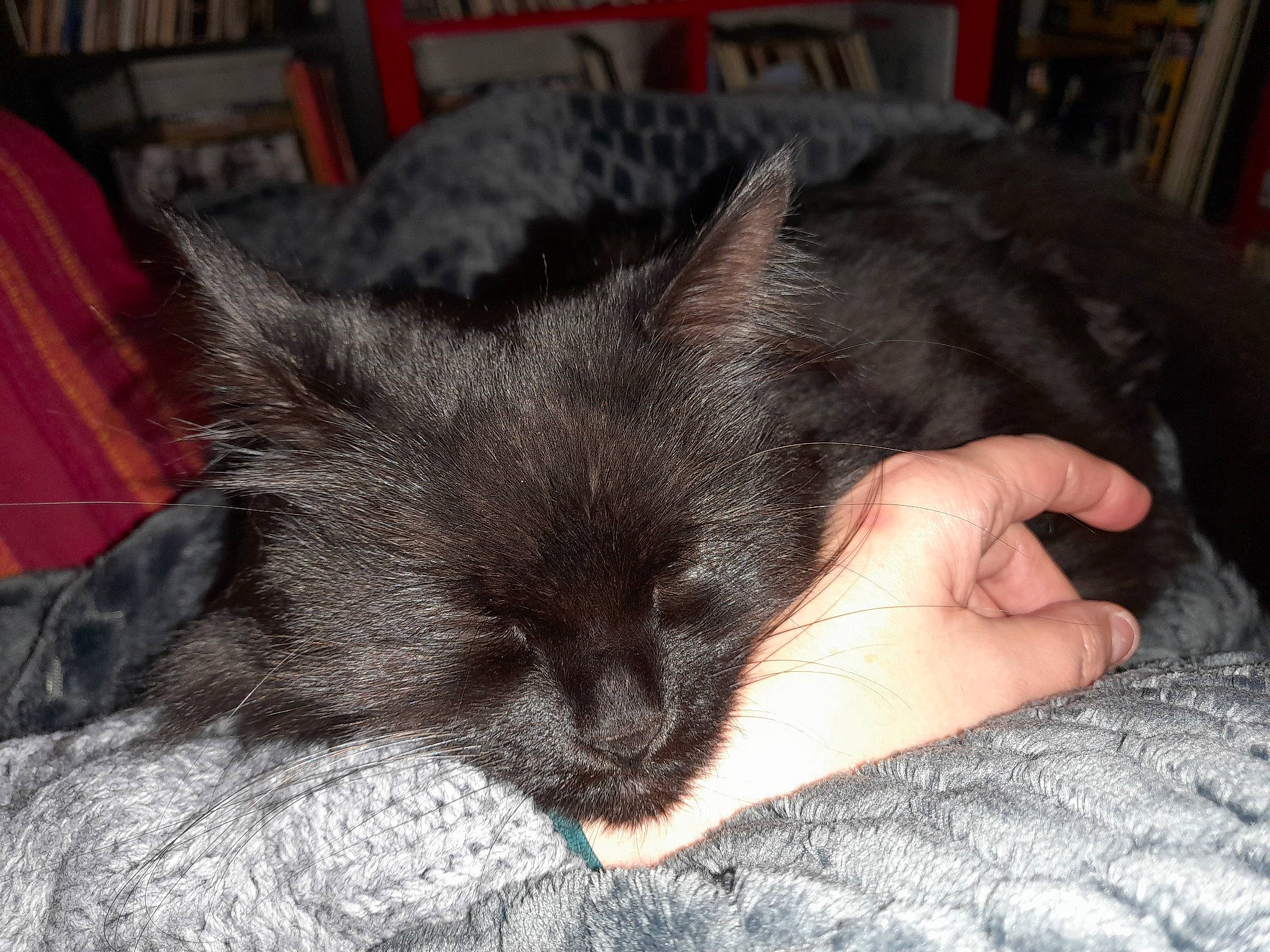 Stella a rejoint le concours — aidez-le/la à gagner de superbes lots ! black_cat, bombay, carnivore, cat, claw, comfort, domestic_short_haired_cat, ear, felidae, foot, fur, gesture, nail, nap, paw, sleep, small_to_medium_sized_cats, snout, terrestrial_animal, whiskers