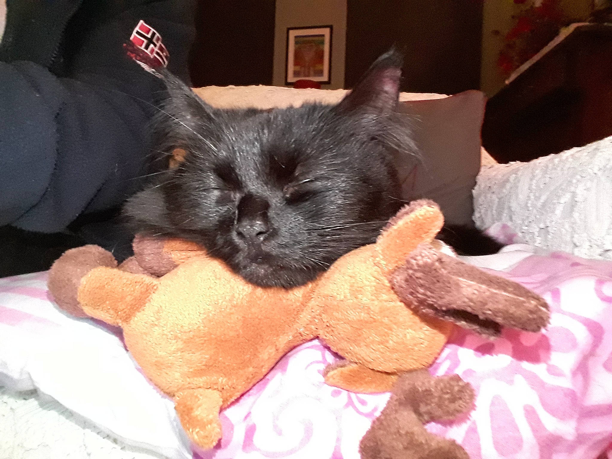 Stella a rejoint le concours — aidez-le/la à gagner de superbes lots ! bed, black_cat, bombay, carnivore, cat, chair, comfort, companion_dog, dog_breed, domestic_short_haired_cat, ear, fawn, felidae, foot, gesture, paw, small_to_medium_sized_cats, snout, tail, whiskers